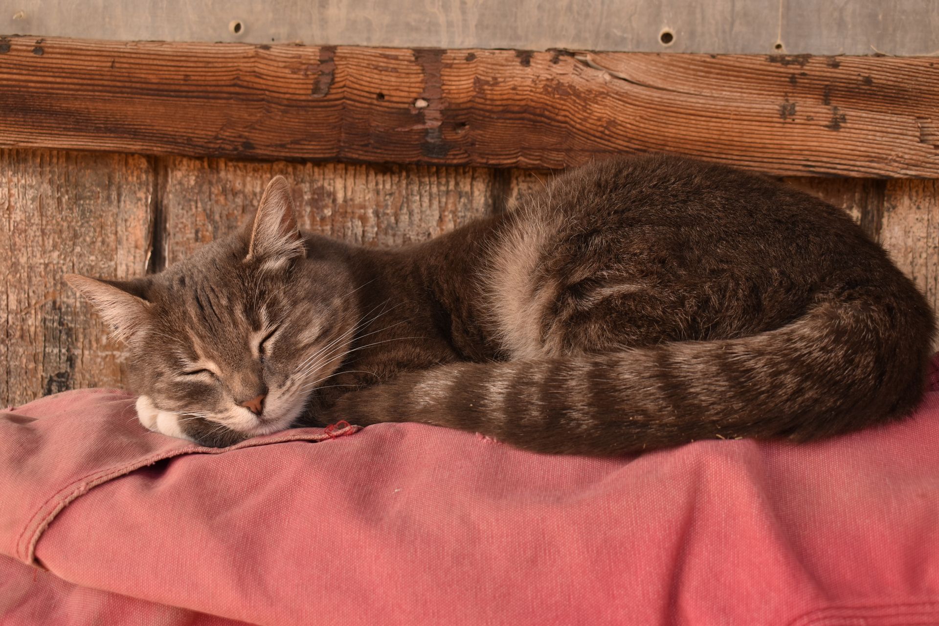 A cat is sleeping on a pink blanket.