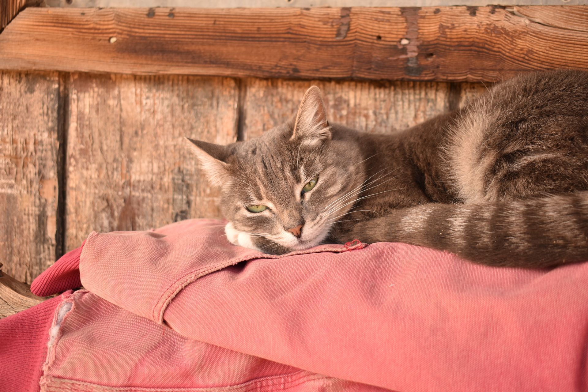 A cat is laying on top of a red blanket.