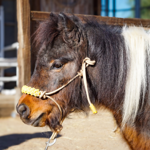 A brown and white horse wearing a yellow bridle