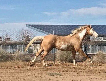 A brown horse is running in the sand in a fenced in area