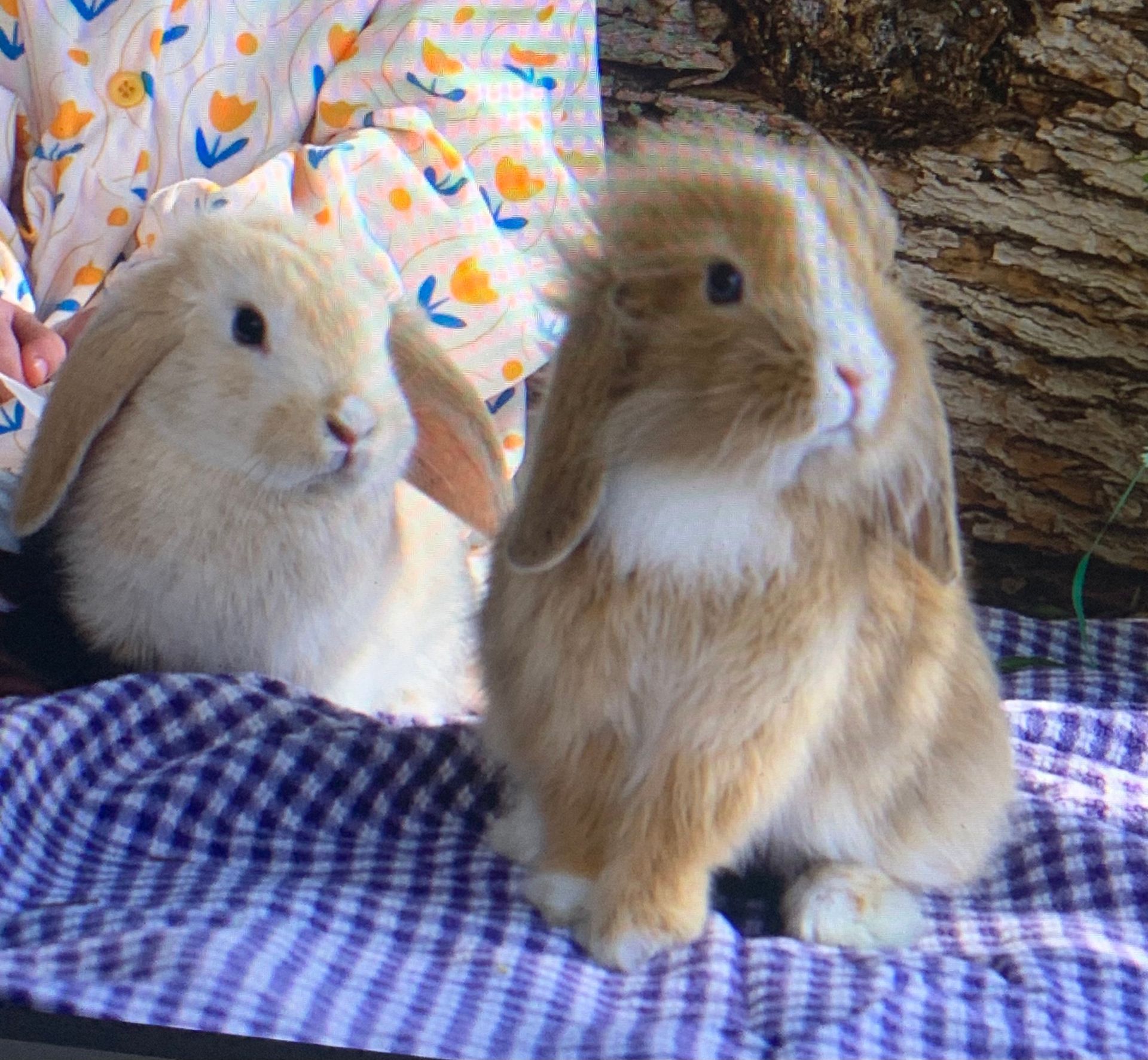 Two rabbits are sitting next to each other on a checkered blanket