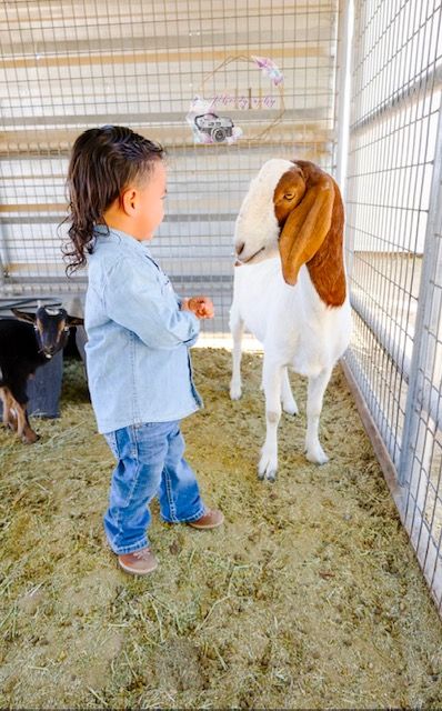 A little boy is standing next to a goat in a pen.