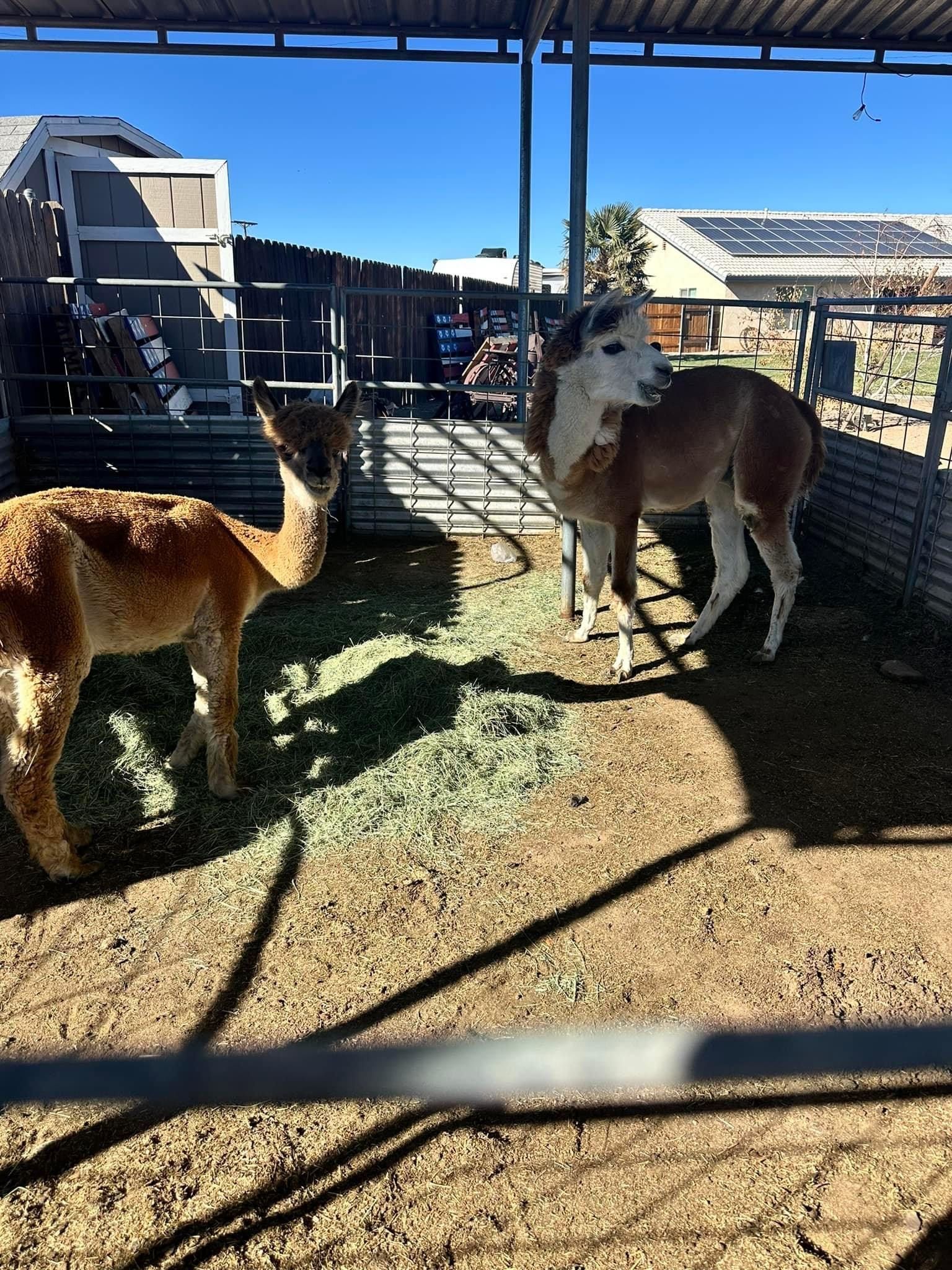 A couple of animals standing in a fenced in area