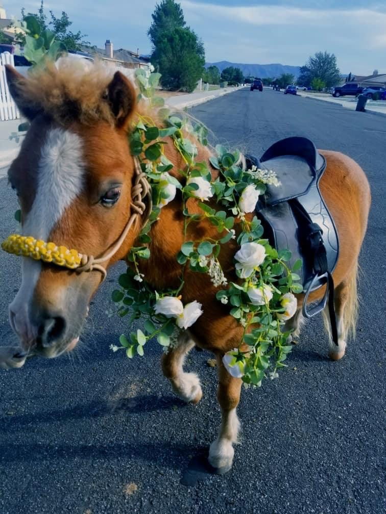 A brown and white horse with flowers around its neck