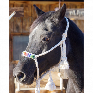 A black horse wearing a white rope halter