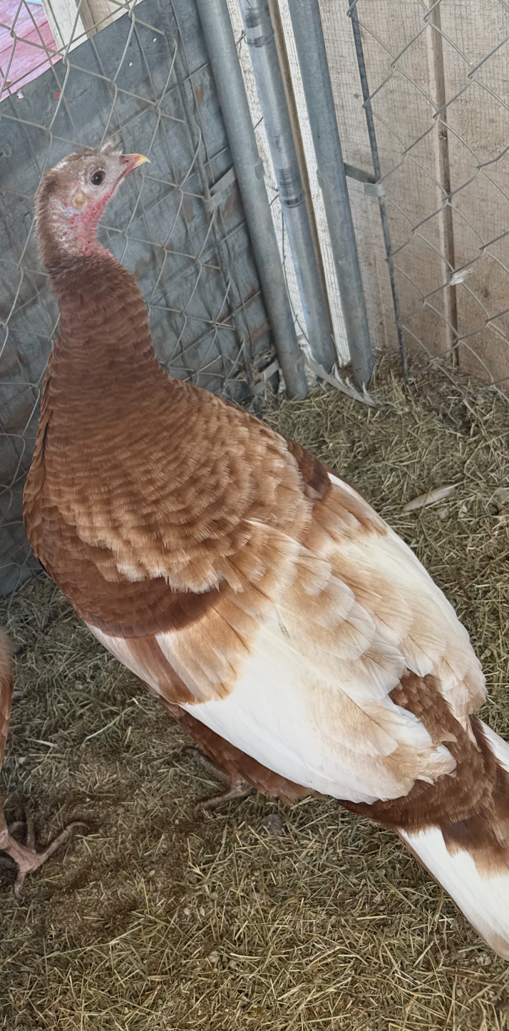 A brown and white turkey is standing on top of a pile of hay.