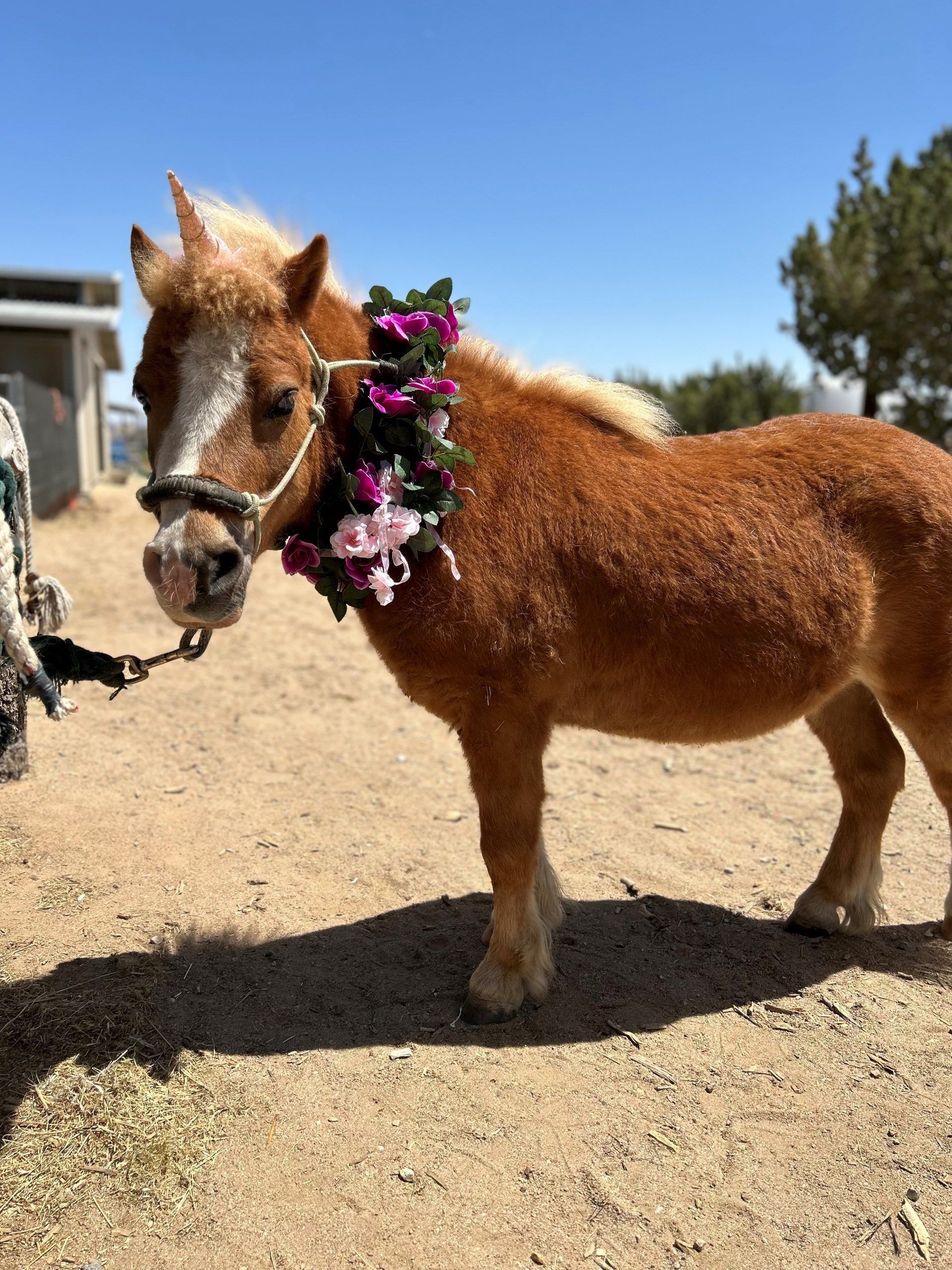 A small brown horse wearing a wreath of flowers around its neck
