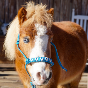 A brown and white horse wearing a blue bridle with the letter v on it