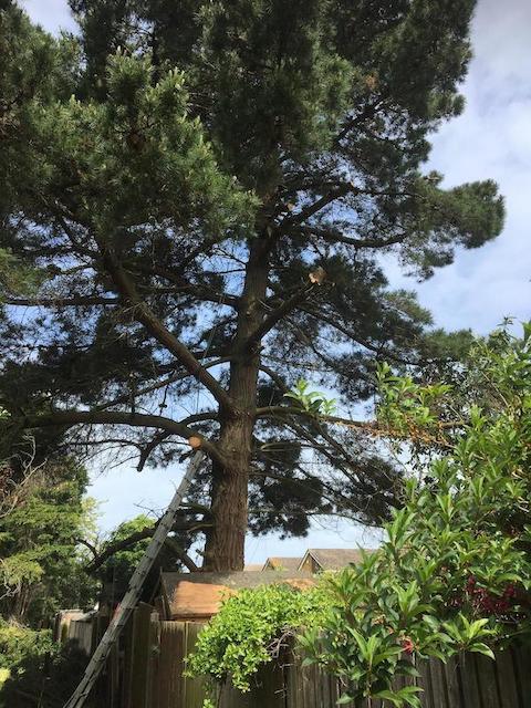 Tree services Bramley Hampshire