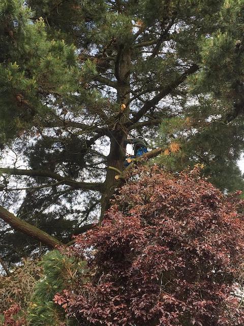 Tree services Bramley Hampshire