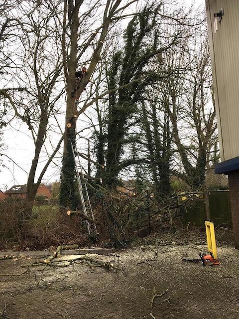 Tree services Bramley Hampshire