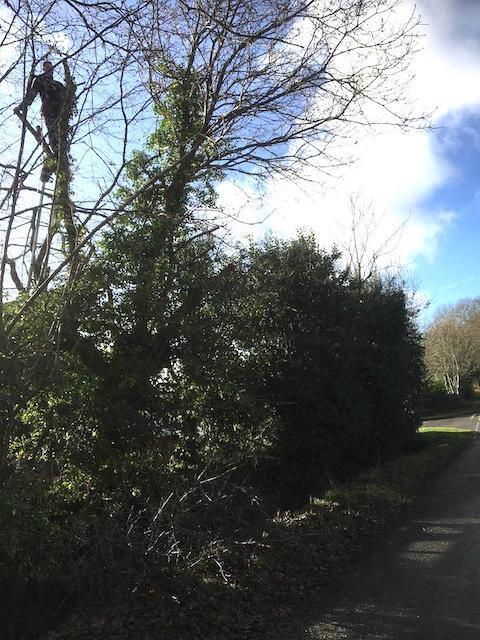 Tree services Bramley Hampshire