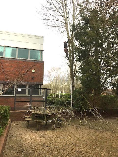 Tree services Bramley Hampshire
