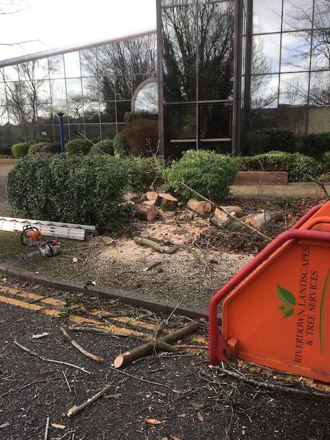 Tree services Bramley Hampshire