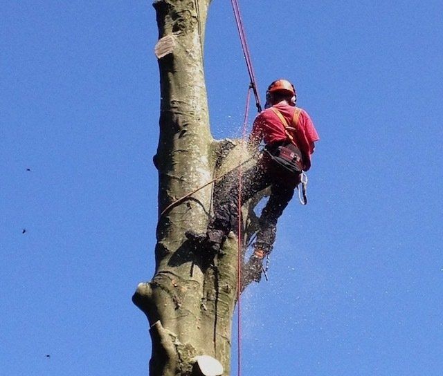 Tree surgeons Bramley Hampshire