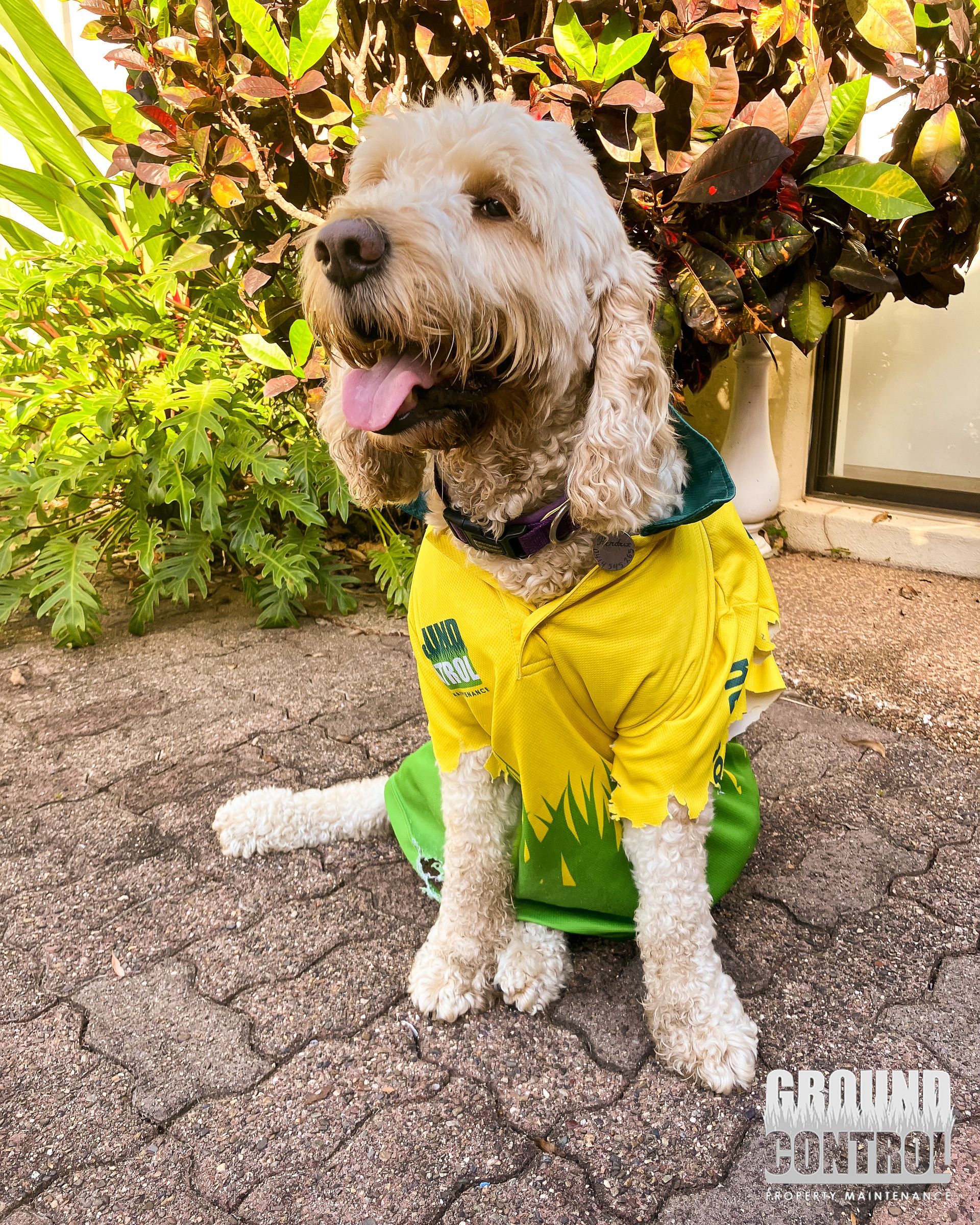 Dog in A Yellow Shirt Sitting on A Gravel Path, Panting Beside a Leafy Bush — Ground Control Property Maintenance In North Boambee Valley, NSW