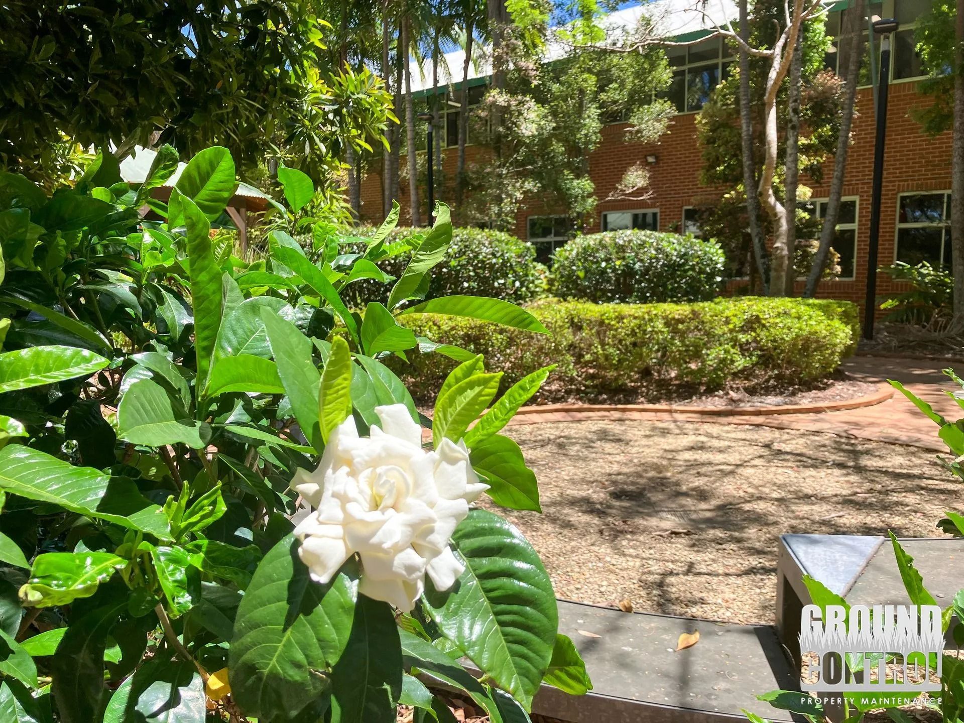 White Gardenia Flower in Bloom with Manicured Green Bushes — Ground Control Property Maintenance In North Boambee Valley, NSW