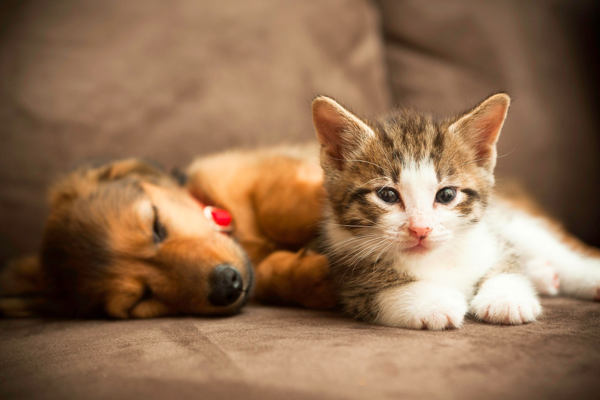 Pet insurance puppy and kitten