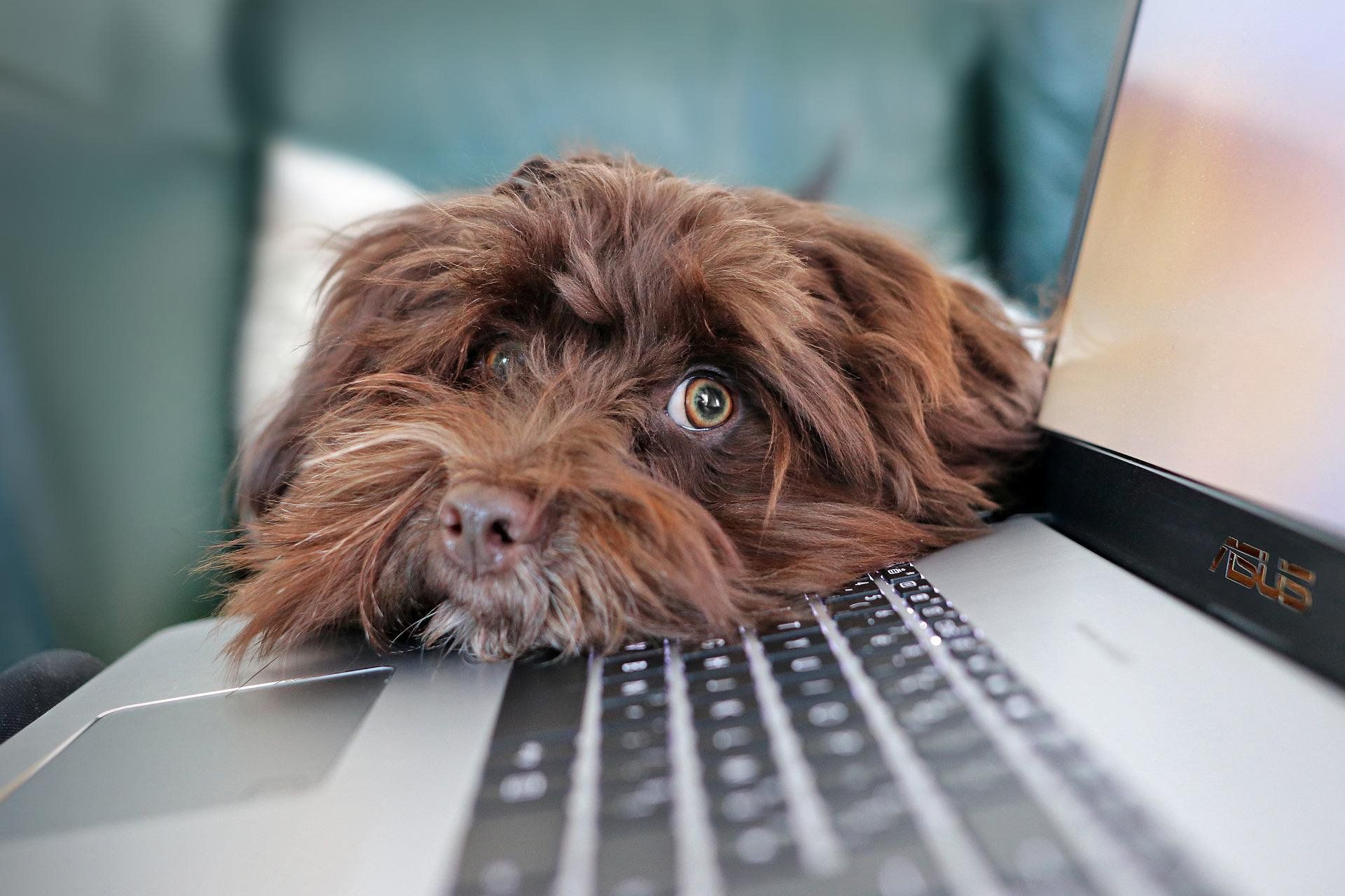 Dog on keyboard