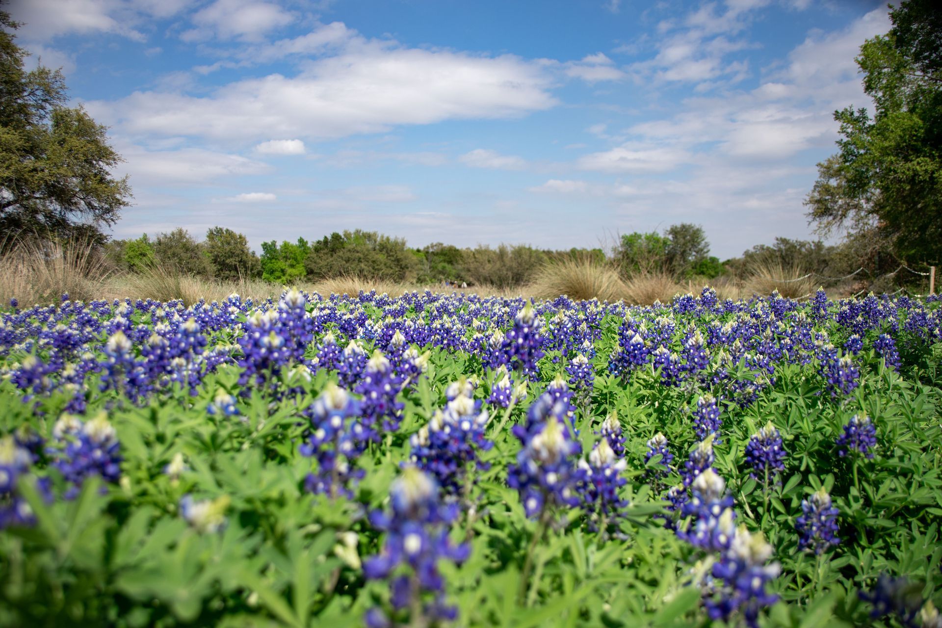 Bluebonnet field under a bright sky with scattered clouds and trees in the distance