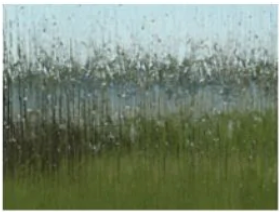 A painting of a field of tall grass with trees in the background.