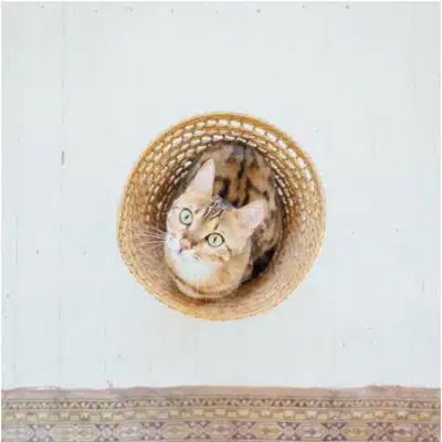 Cat Rug — Austin, TX — Aegis Fine Rug Cleaning