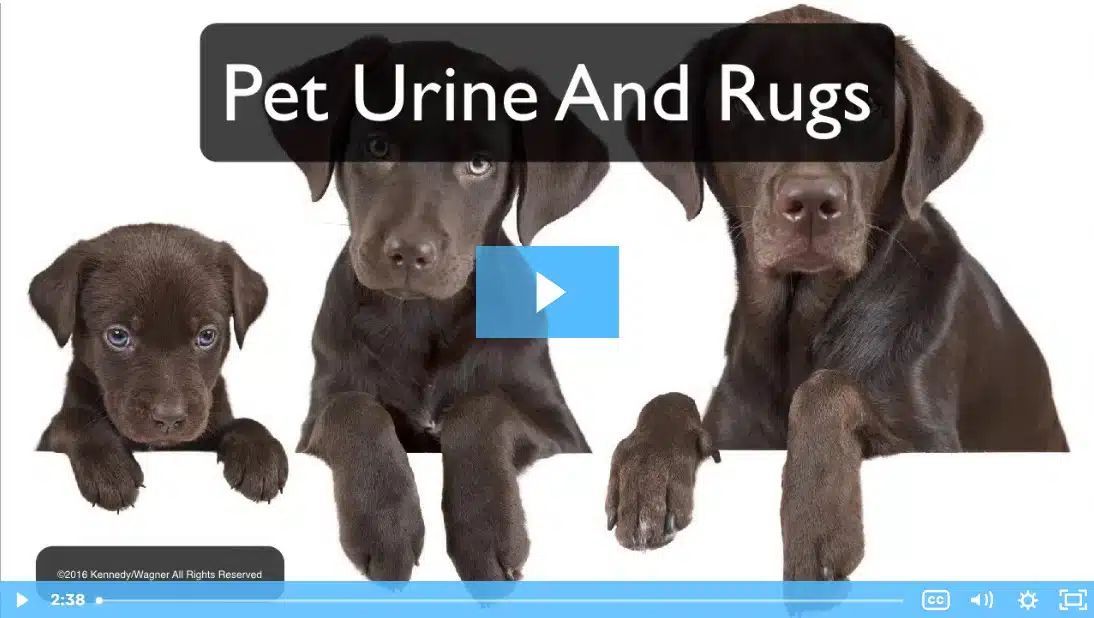 Pet urines on antique rugs