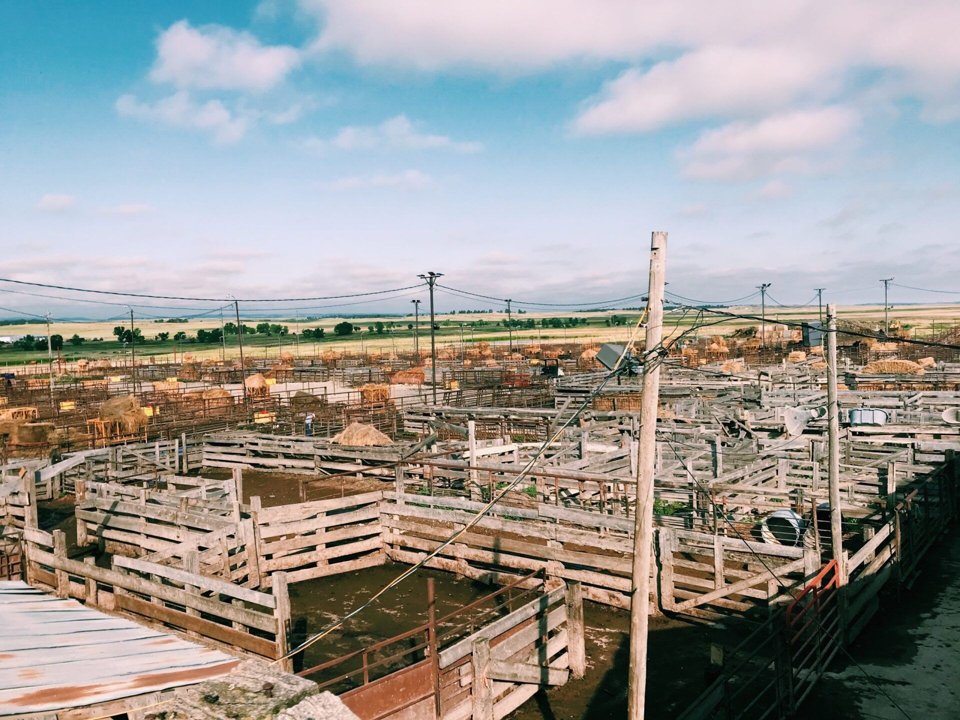 A large fenced in area with a lot of cattle in it.