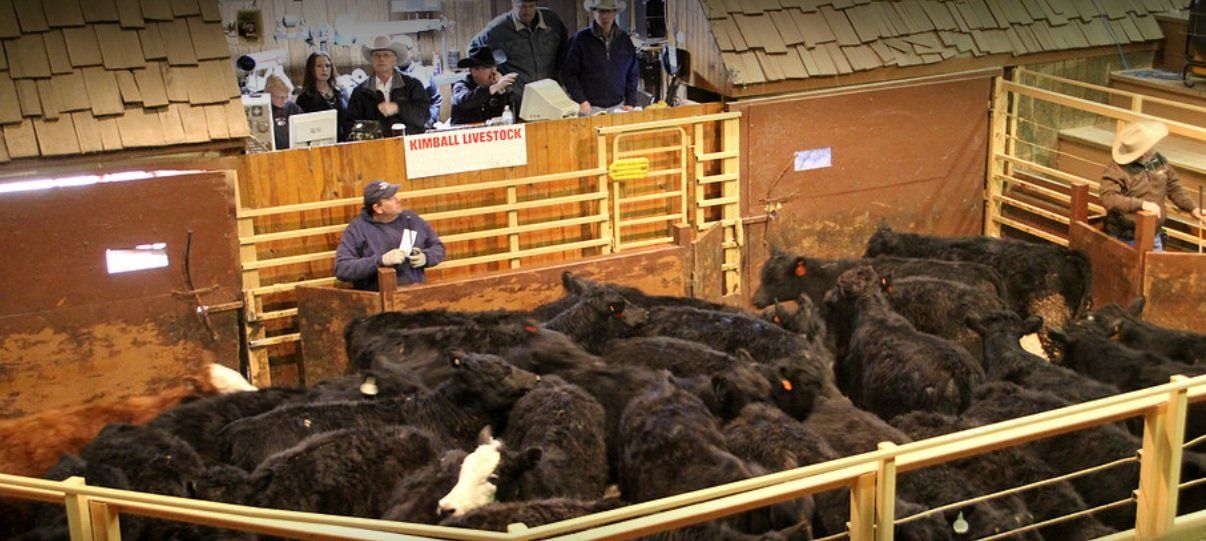 A man is standing in a pen with a bunch of cows.