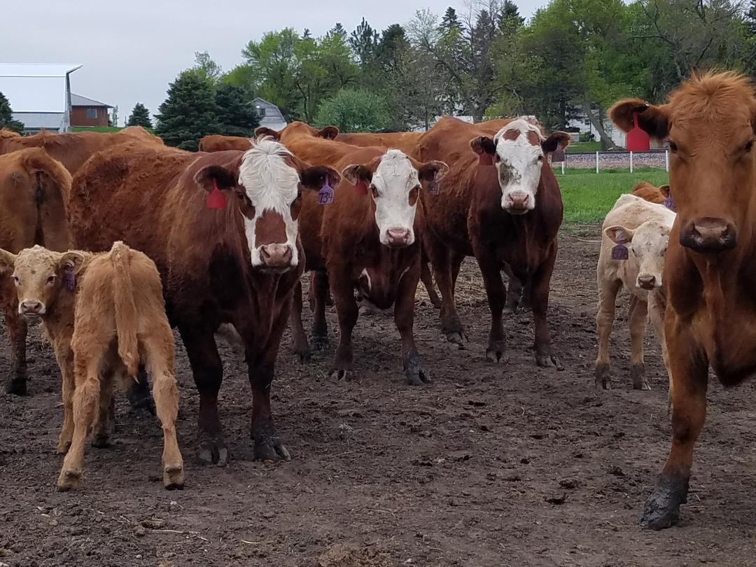 A herd of brown cows standing in a muddy field