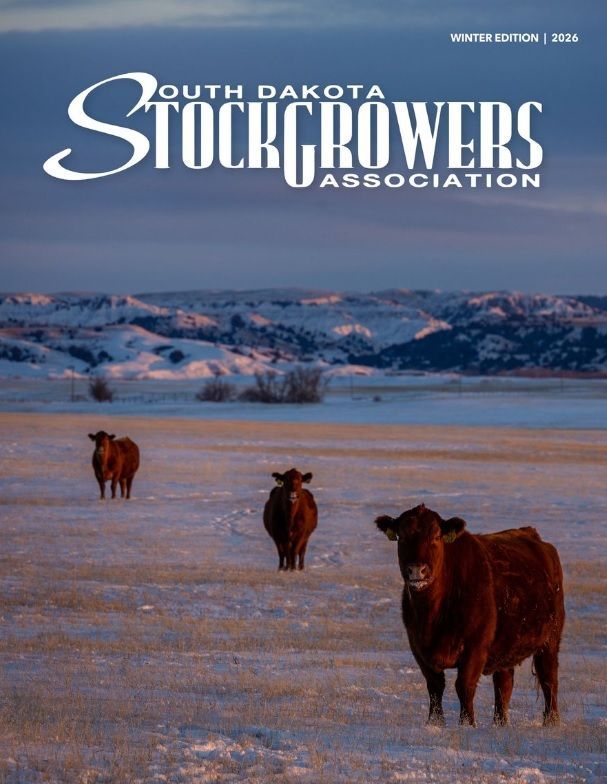Image of Black Lab and chasing a pheasant from hidding