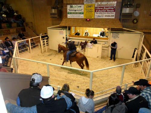 A group of people are watching a horse being sold at a auction