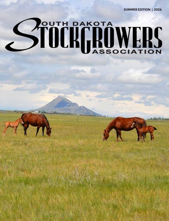 Image with horse and young colt cover of Summer issue of SDSGA