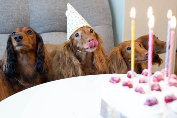 Three dachshunds are sitting in front of a birthday cake with candles.