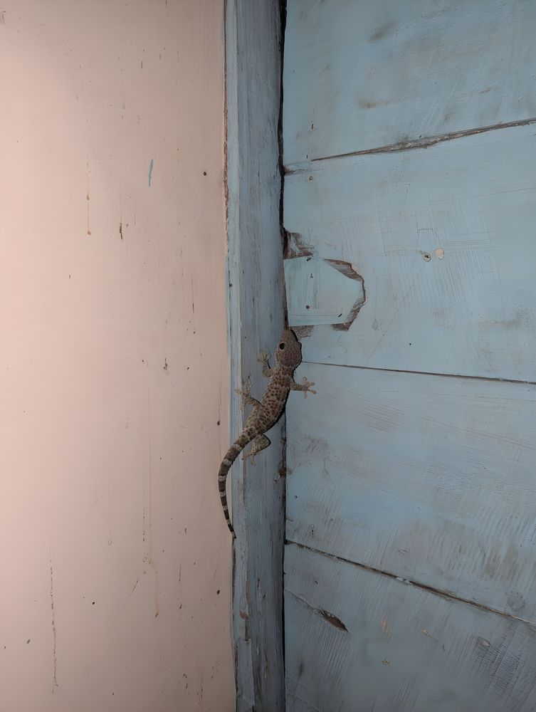 A Gecko Clings to A Light Blue Wooden Doorframe Next to A Light Pink Wall — My Habitat Products in Malanda, QLD