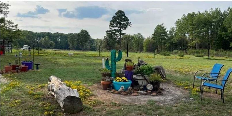 There is a cactus in the middle of a grassy field.