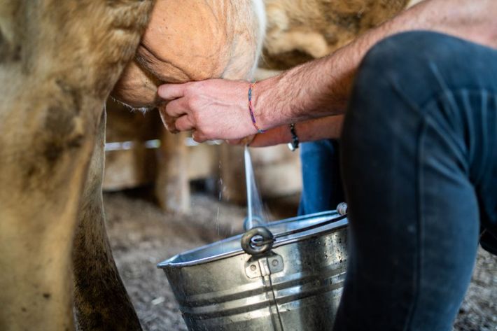 Man milking a cow