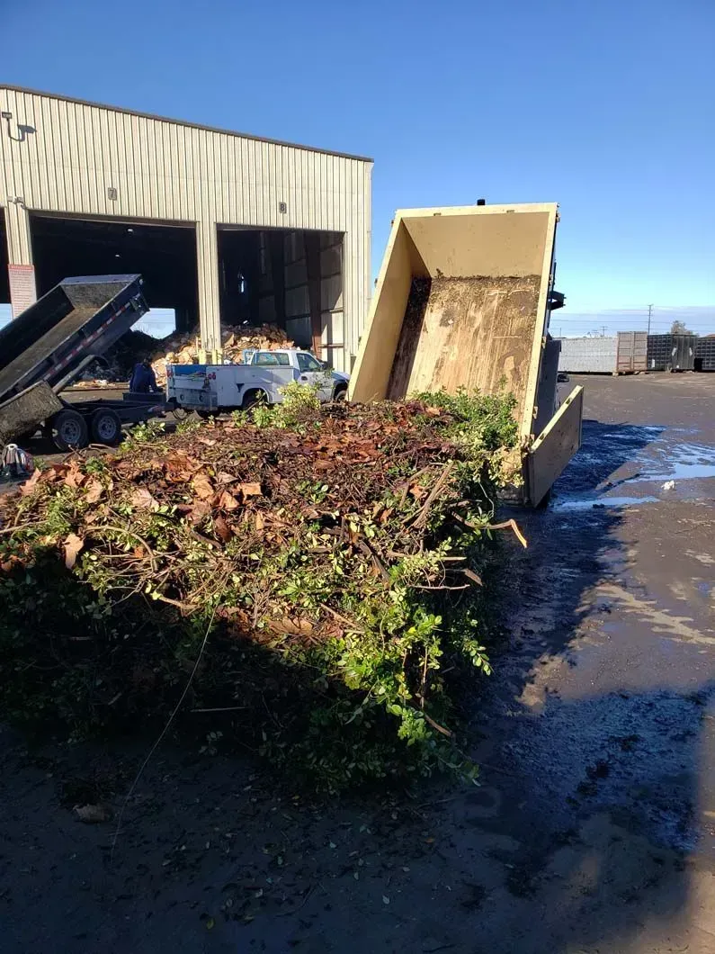 A dumpster is sitting in front of a building with a lot of branches in it.
