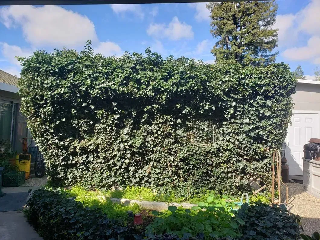 A large hedge in the backyard of a house.
