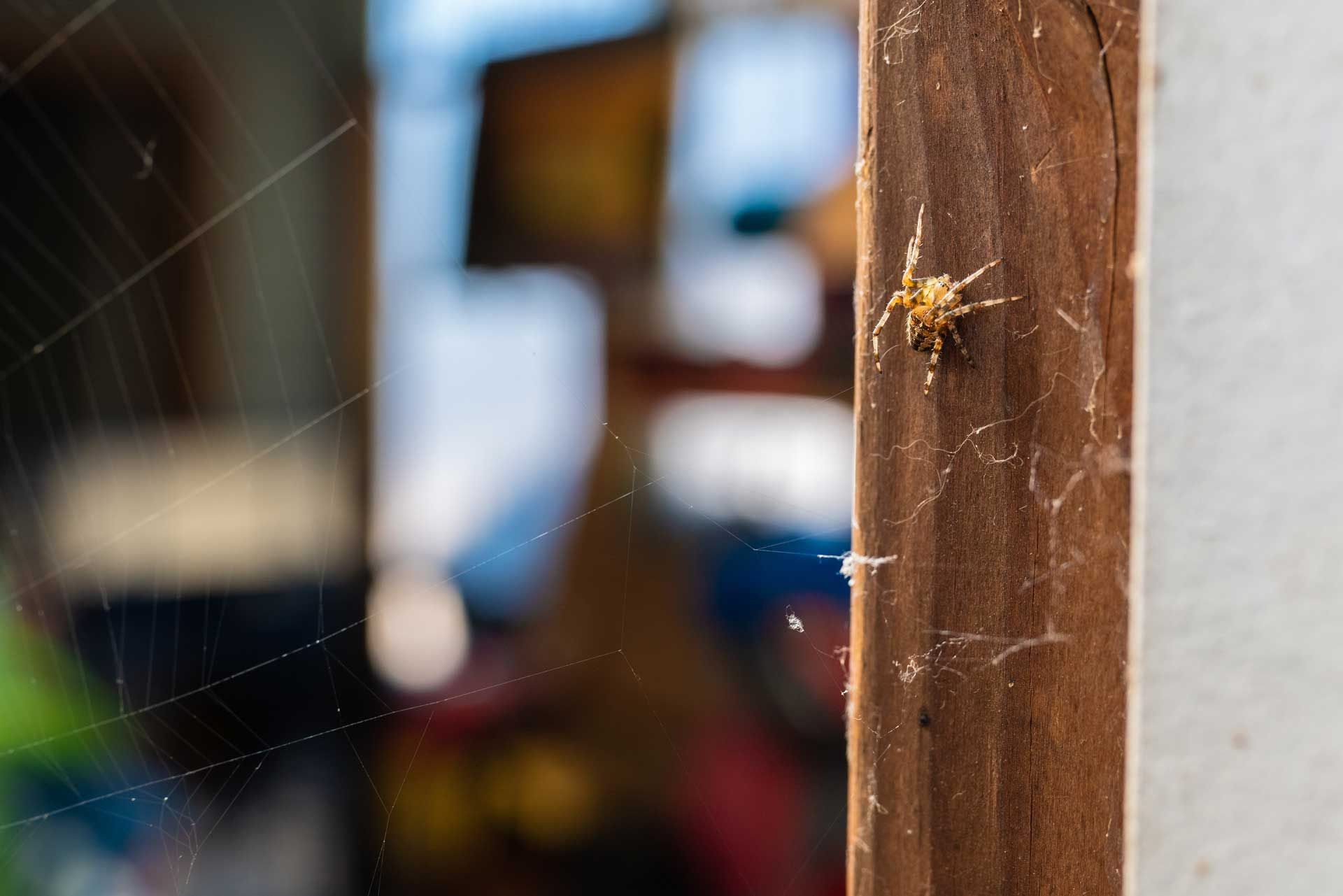 Spider on wooden post near a web with a blurred background of an interior space. Spider on wooden post near a web with a blurred background of an interior space.