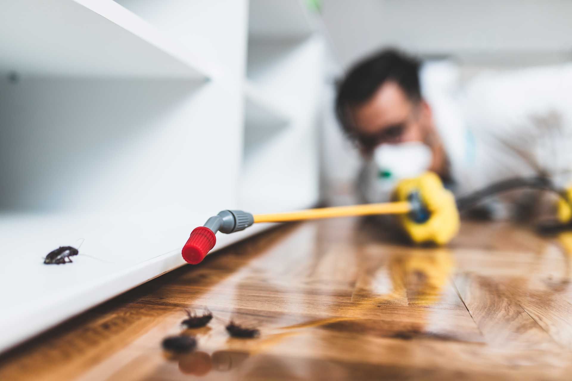 Pest control worker spraying insecticide near cockroaches. Indoors, wooden floor, white cabinet. Pest control worker spraying insecticide near cockroaches. Indoors, wooden floor, white cabinet.
