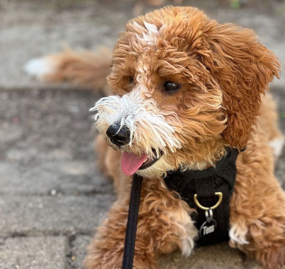 A Puppy Training Participant Being A Good Dog. 