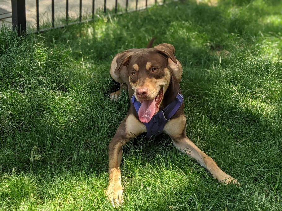 Dog being trained in their Chicago front yard