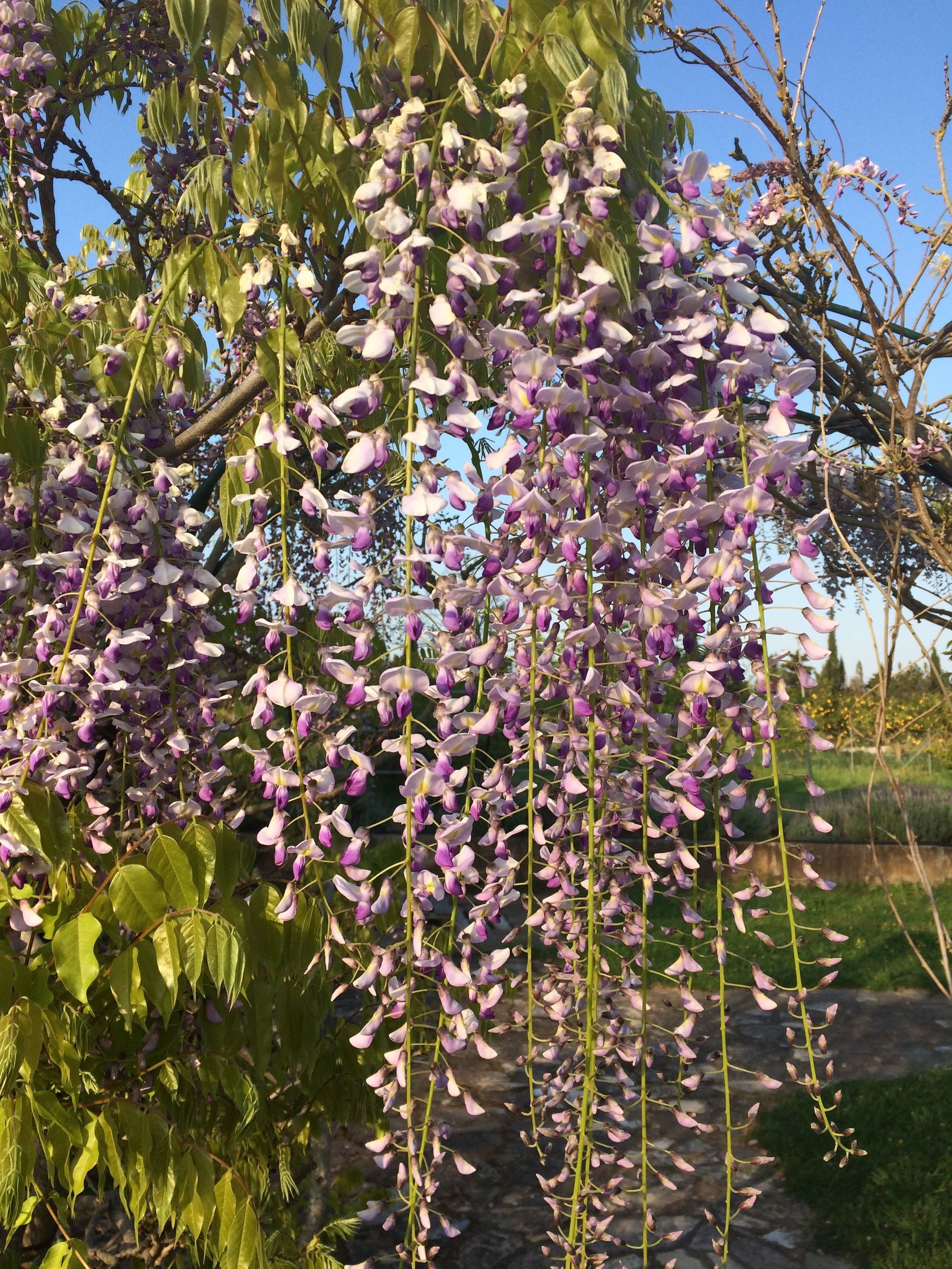 Son Barrina S.L. Finca