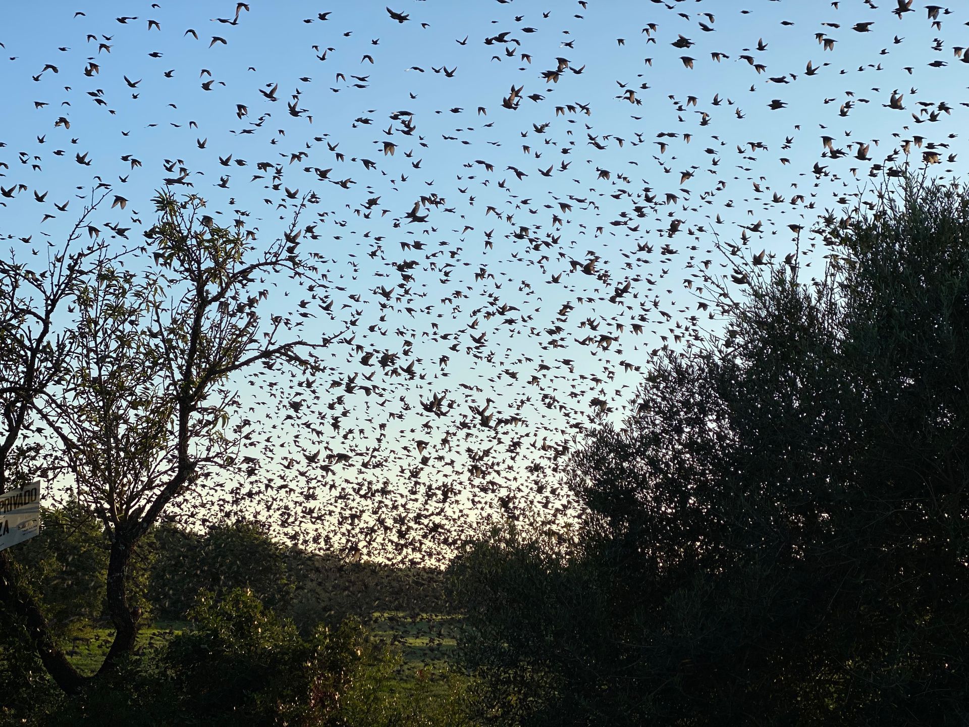 Son Barrina S.L. Finca