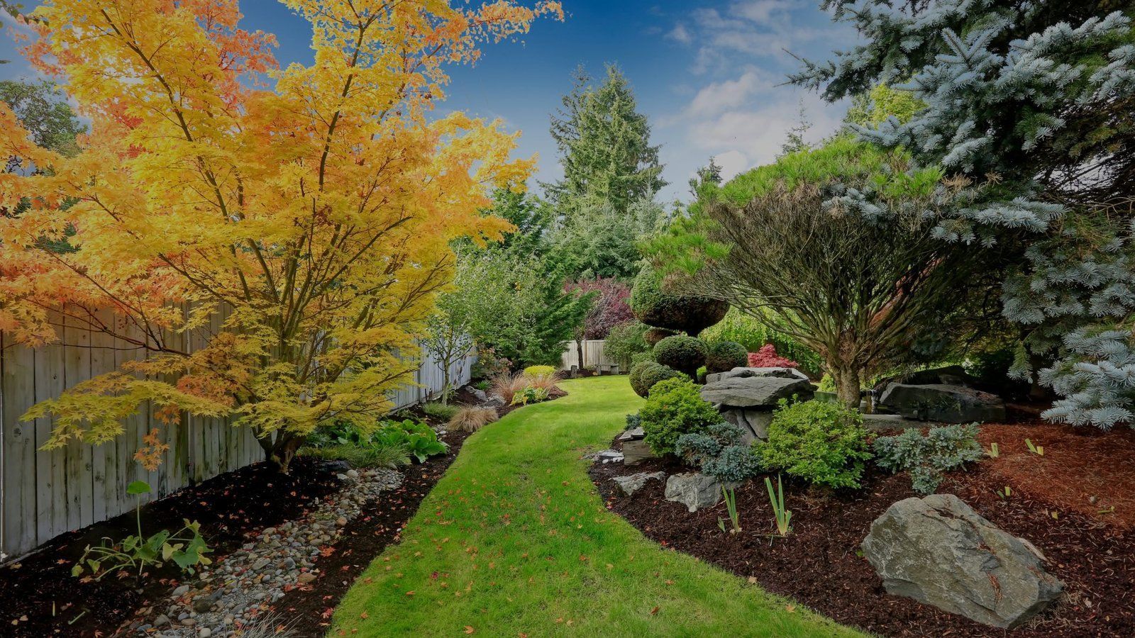 A lush backyard garden featuring a vibrant yellow Japanese maple tree, a grassy path, and rock-lined landscaping.