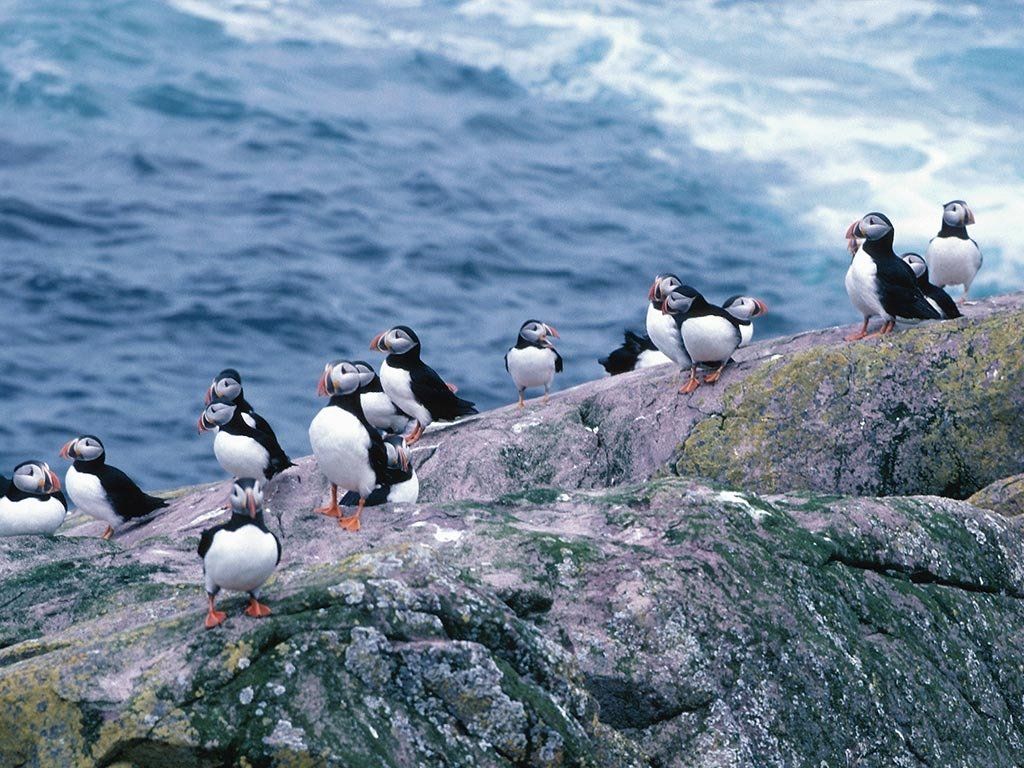 Puffin Colony in Newfoundland