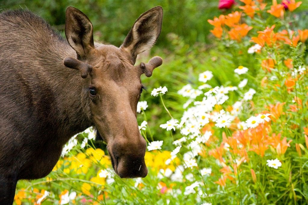 Moose courtesy Visit Anchorage, credit Wade Carroll