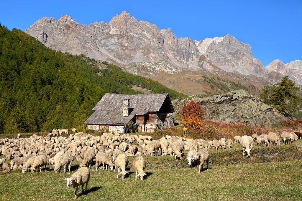 Sheep above the Nevache village