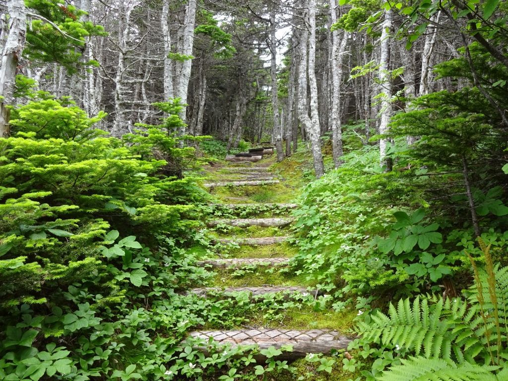 The unique forest of the Avalon Peninsula, East Coast Trail